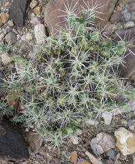 Grusonia aggeria