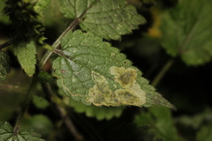Amauromyza labiatarum