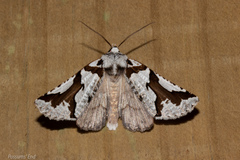 Declana egregia