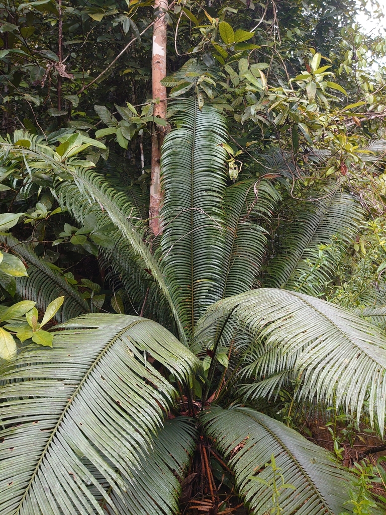bico (Cycas scratchleyana)