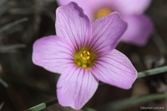 Palmatifoliae