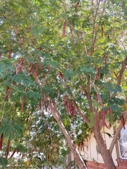 Leucaena leucocephala
