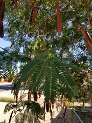 Leucaena leucocephala
