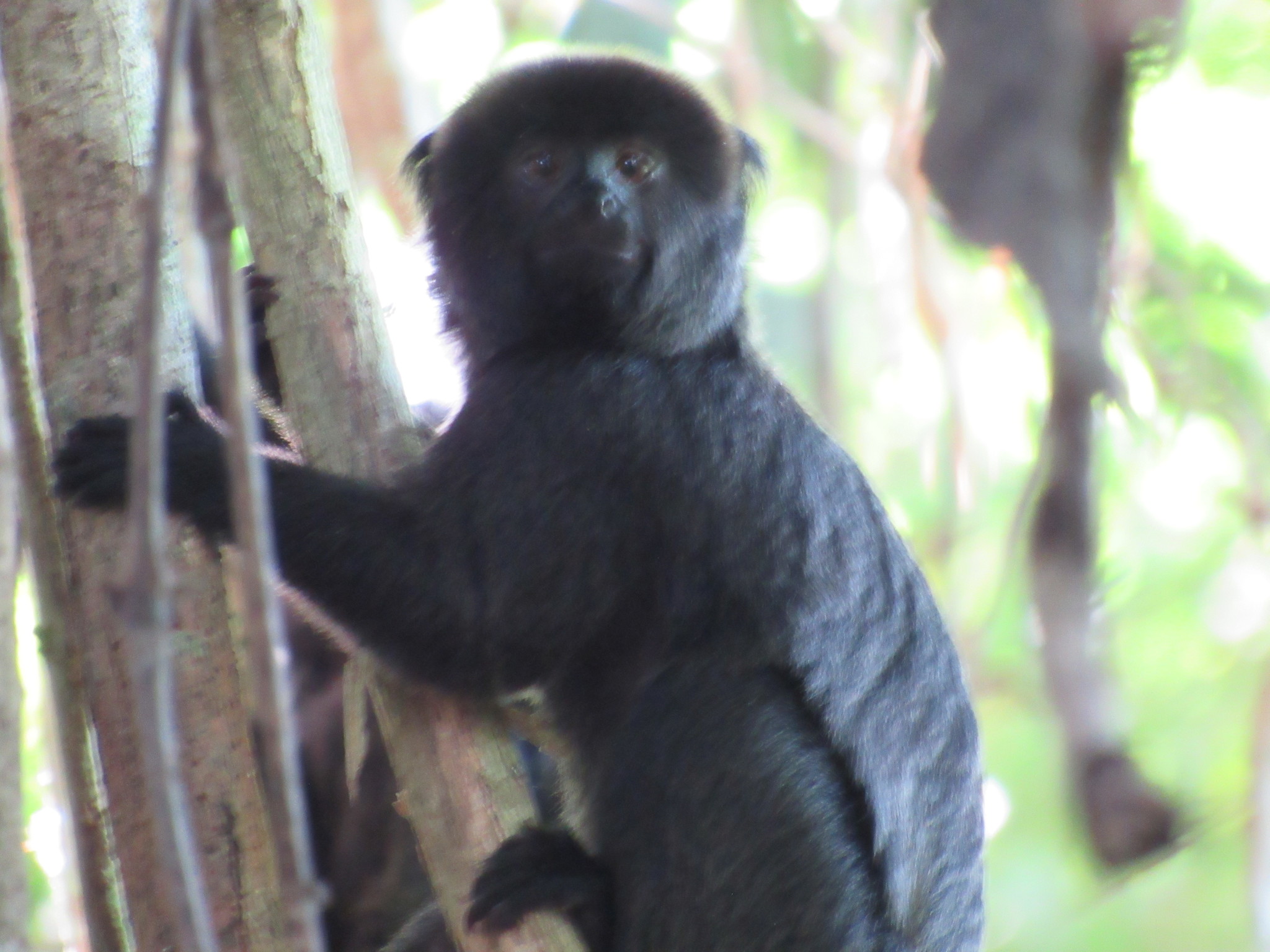 Goeldi's Marmoset (Callimico goeldii) · iNaturalist