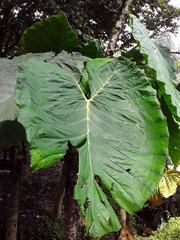 Araceae