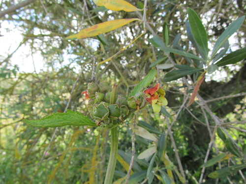 Elder-leaved figwort (Scrophularia sambucifolia)
