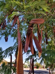 Leucaena leucocephala
