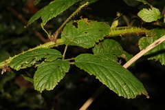 Rubus hylocharis