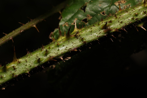 Image of Rubus hylocharis by no rights reserved