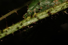 Rubus hylocharis