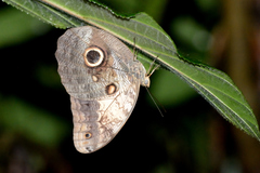 Caligo telamonius memnon