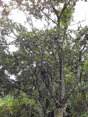 Angiospermae