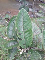 Angiospermae