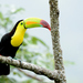 Keel-billed Toucan - Photo (c) aguilargm, some rights reserved (CC BY-NC), uploaded by aguilargm