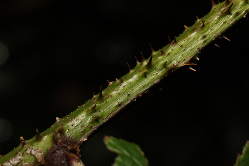 Image of Rubus hylocharis by no rights reserved