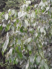 Angiospermae