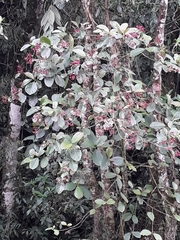 Angiospermae