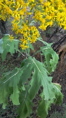 Roldana heracleifolia