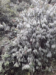 Angiospermae