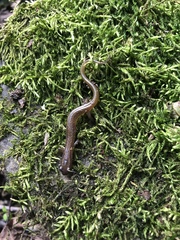 Eurycea multiplicata