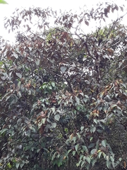 Angiospermae