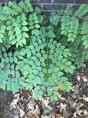 Gymnocladus dioicus