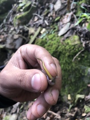 Eurycea multiplicata