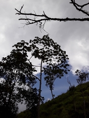 Cecropia