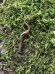 Eurycea multiplicata