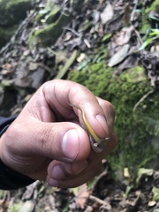 Eurycea multiplicata