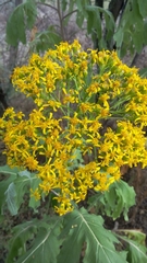 Roldana heracleifolia