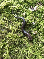 Plethodon ouachitae