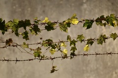 Camonea vitifolia