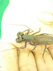 Mastigoproctus proscorpio