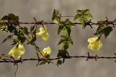Camonea vitifolia