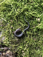 Plethodon ouachitae