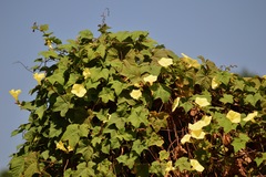 Camonea vitifolia