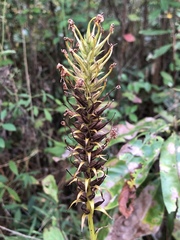 Platanthera chapmanii