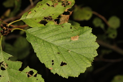Phyllonorycter klemannella