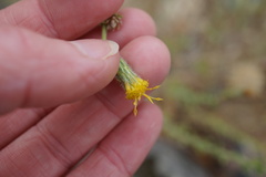 Heterotheca oregona