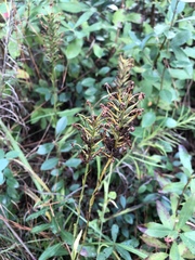 Platanthera chapmanii