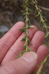 Heterotheca oregona