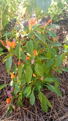 Capsicum annuum conoides