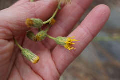Heterotheca oregona