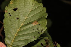 Phyllonorycter klemannella