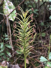 Platanthera chapmanii