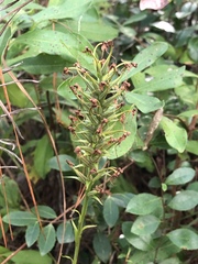 Platanthera chapmanii