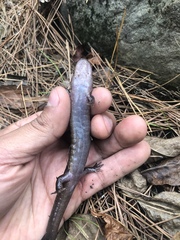 Desmognathus brimleyorum