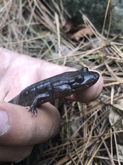 Desmognathus brimleyorum