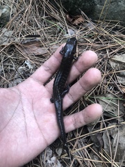 Desmognathus brimleyorum